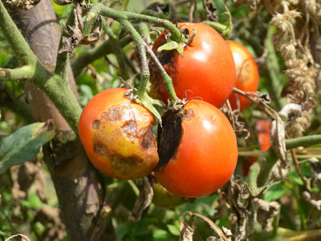 Проведіть обприскування томатів цим простим розчином – і фітофтора зникне