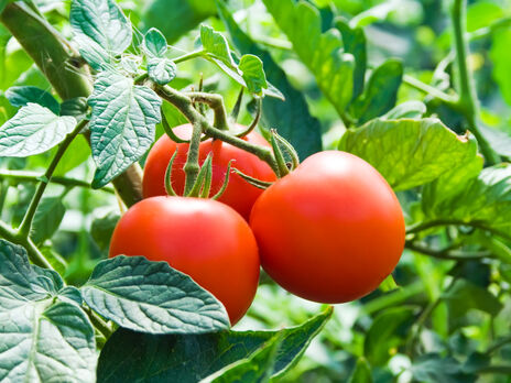 Сделайте это с листьями томатов – и получите рекордный урожай