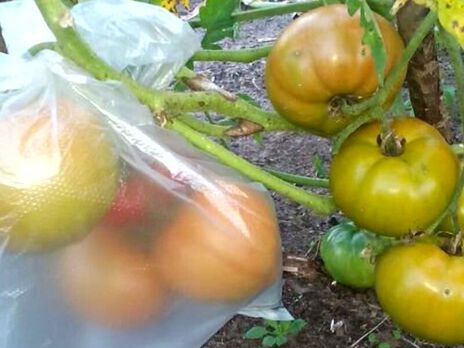Вот зачем опытные дачники прячут в пакеты зеленые помидоры на кустах. Лайфхак от экспертов