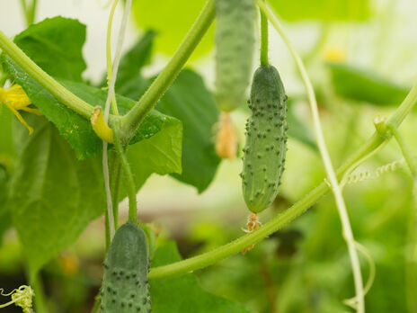 Ось як за допомогою харчової соди можна збільшити врожайність огірків. Експерти розповіли про ефективне підживлення, яке покращить ріст плодів