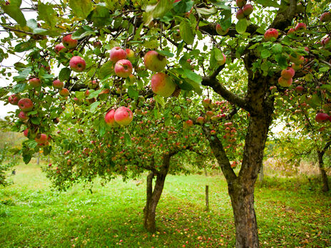 Якщо на яблуках з'явилися такі плями – можна втратити весь урожай. Експерти розповіли, як захистити яблуні під час дозрівання плодів