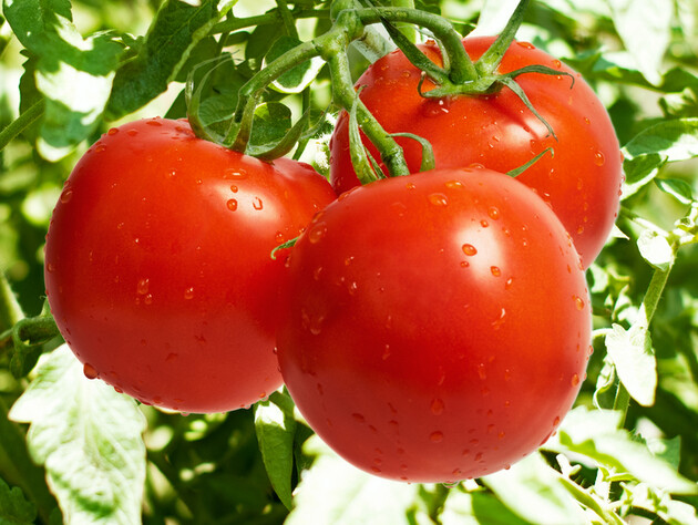 Сделайте эту подкормку до середины августа, чтобы получить зрелые плоды томатов