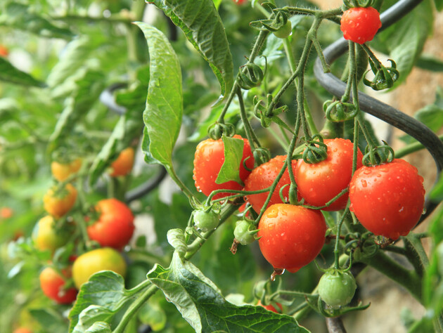 Используйте это в борьбе с фитофторой, если хотите вырастить качественные помидоры без химии 
