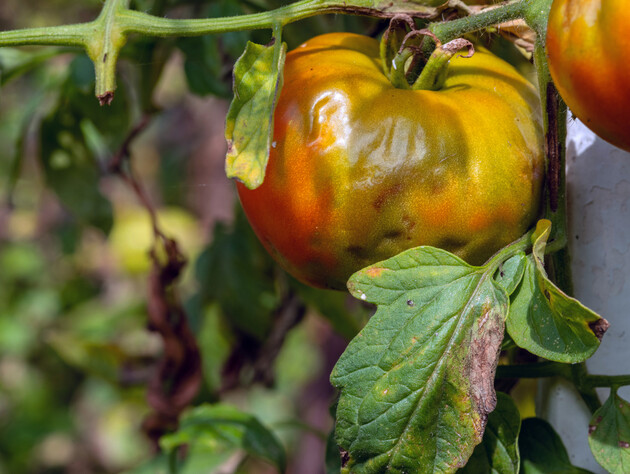 С помощью этого средства грибок на томатах можно победить за несколько дней. Советы огородников