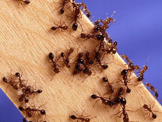 Один из самых агрессивных видов муравьев в мире был впервые обнаружен в Европе