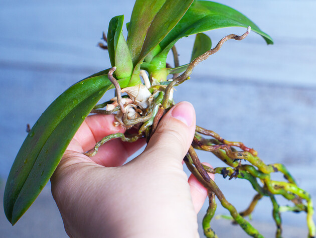 Поместите орхидею в этот настой – и у нее вырастут здоровые корни. Эксперт рассказал, как спасти цветок, если он начал засыхать