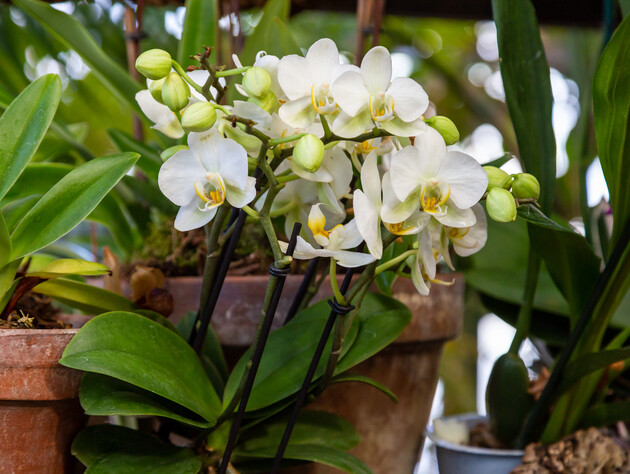 Зробіть це раз на місяць – і орхідея буде цвісти безперервно. Як приготувати органічне підживлення для квітів