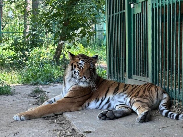 В Киевской области от российского обстрела пострадала тигрица из приюта для животных – активисты