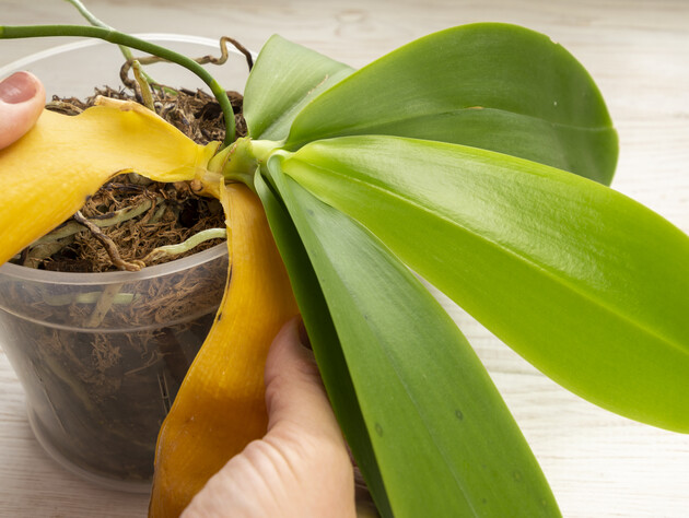 Протрите этим листья – и орхидея будет активно развиваться. Рецепт эффективной подкормки без химии, богатой микроэлементами и витаминами