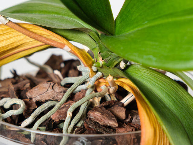 Залейте это кипятком – и орхидея быстро оживет и восстановится. Рецепт органического удобрения из того, что обычно выбрасывают в отходы