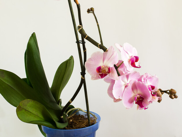 Залийте це теплою водою – і в орхідеї з'являться нові квітконоси. Квітникарі розповіли про ефективне підживлення, яке стимулює цвітіння