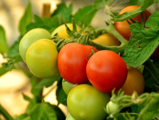 Замочите семена томатов в этом простом растворе и получите отличный урожай