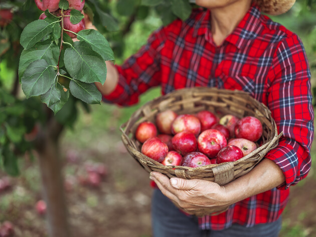 Садоводы объяснили, что делать, чтобы каждый год можно было собирать щедрый урожай яблок