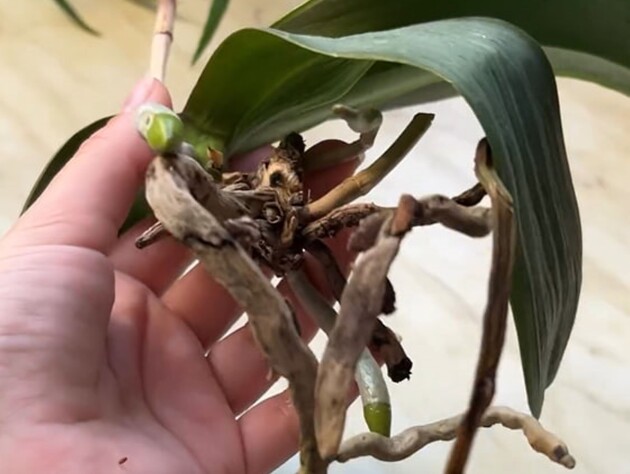 Розмочіть це у воді – і в орхідеї з'явиться нове коріння
