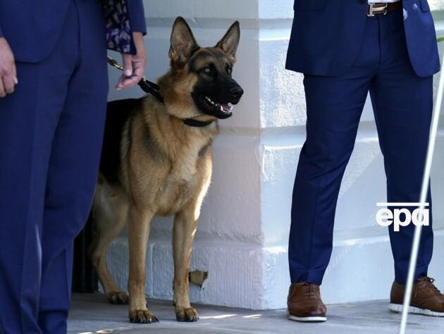 Собака Байдена щонайменше 24 рази кусав співробітників Секретної служби 