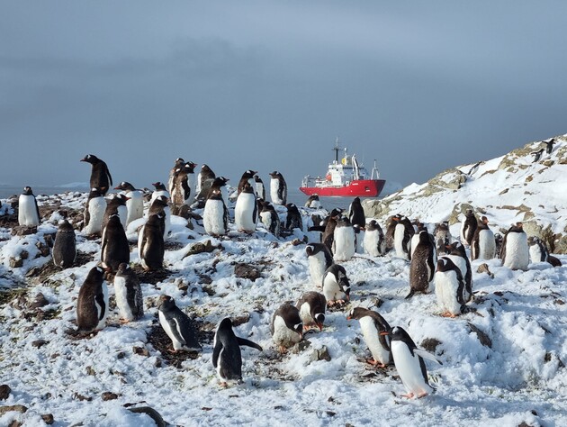 500 птиц на одного полярника. На антарктической станции 