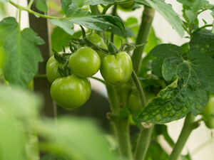 Огородница рассказала об эффективной и самой дешевой обработке помидоров и огурцов от фитофторы и мучнистой росы