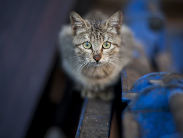 Уличных котов могут признать частью экосистемы Киева и начать охранять