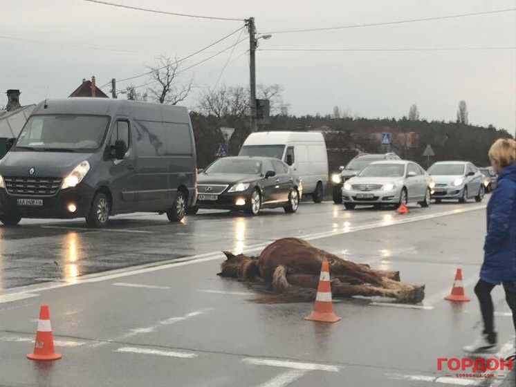 В Киеве автомобиль насмерть сбил лошадь