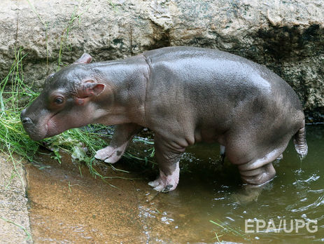 В американському зоопарку показали, як дитинча бегемота приймає ранковий душ