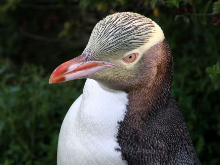 Новозеландські жовтоокі пінгвіни можуть зникнути до 2060 року – учені