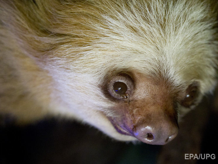 В зоопарке Аделаиды скончался старейший в мире ленивец