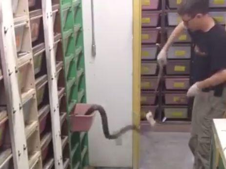 ﻿Працівнику серпентарію довелося ухилятися від змій, яких він намагався погодувати. Відео