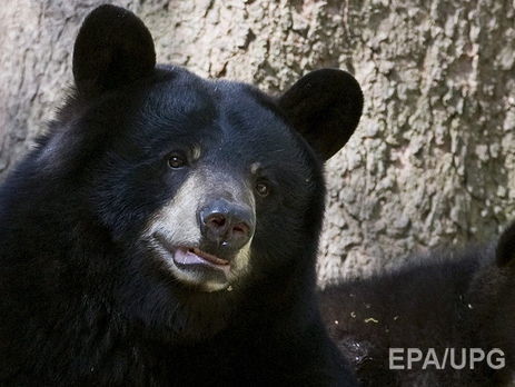 ﻿На Алясці ведмідь убив 16-річного бігуна, коли той зупинився написати смс