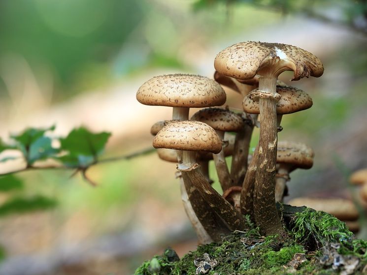 Отравление грибами во Львовской области: число пострадавших возросло до восьми человек