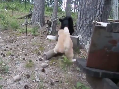 Кот загнал медведя на дерево. Видео