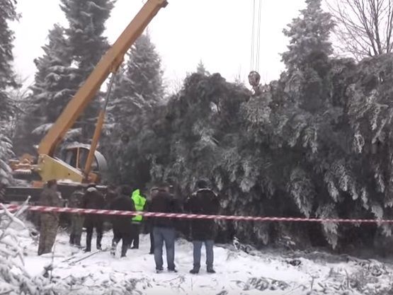 На Прикарпатье срубили главную новогоднюю елку Украины