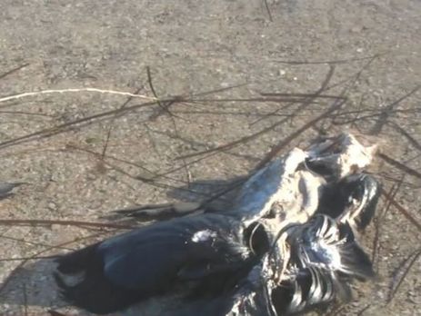 В Херсонской области зафиксировали массовый мор диких птиц