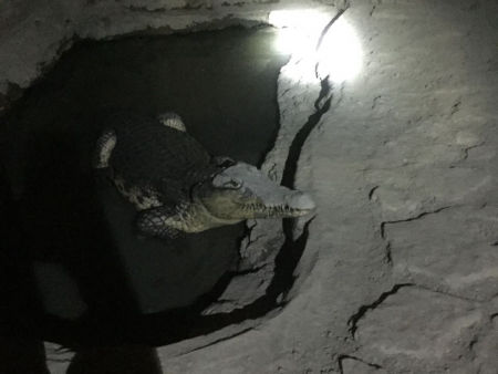 В Санкт-Петербурге при обыске у создателя патриотической организации нашли взрывные устройства и живого крокодила