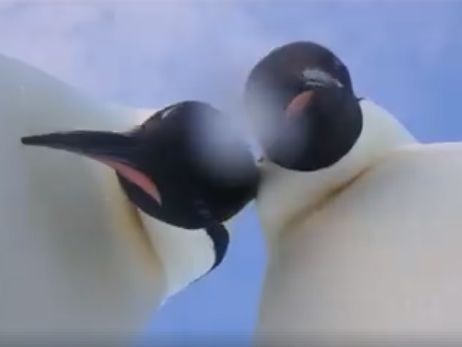 В Антарктиде императорские пингвины устроили селфи. Видео