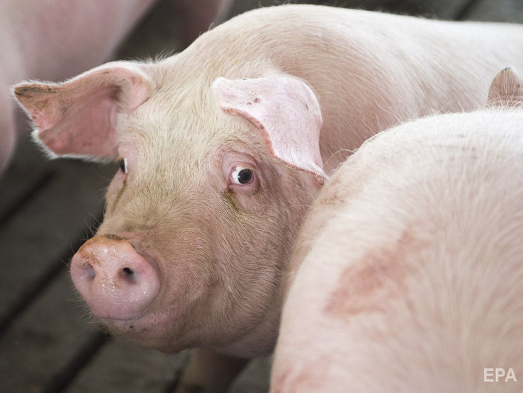 Россільгоспнагляд тимчасово заборонив ввезення в Росію живих свиней і свинарської продукції з Білорусі