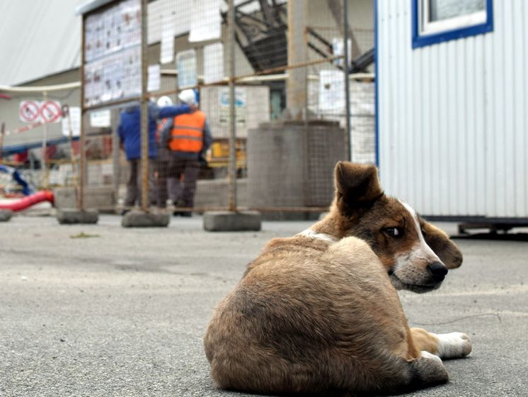 Американський фонд допоможе бездомним собакам на території Чорнобильської зони відчуження