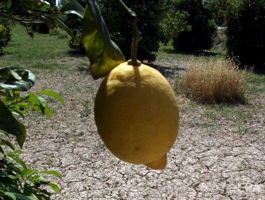 У Бахмуті ув'язненому намагалися передати наркотики у лимоні