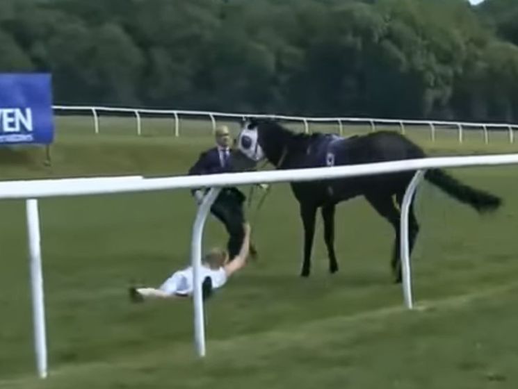 Британская журналистка на скаку остановила лошадь, сбросившую жокея. Видео