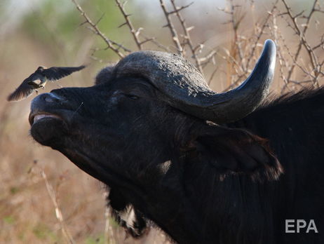 В Южной Африке буйвол убил охотника, застрелившего его сородича