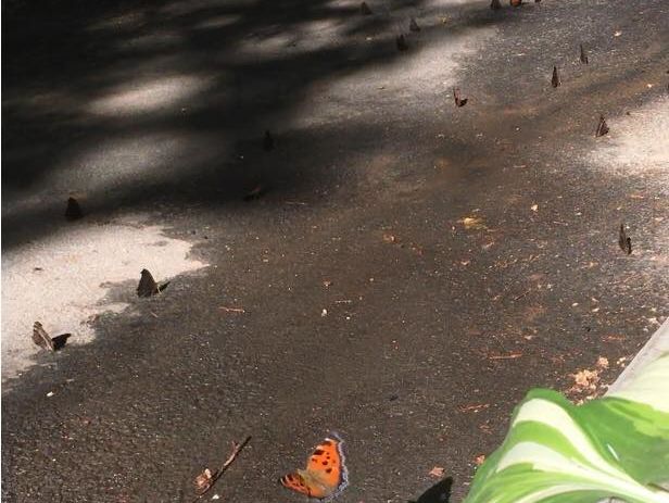 Причиною нашестя метеликів у Києві став "моментальний" прихід весни – ентомолог