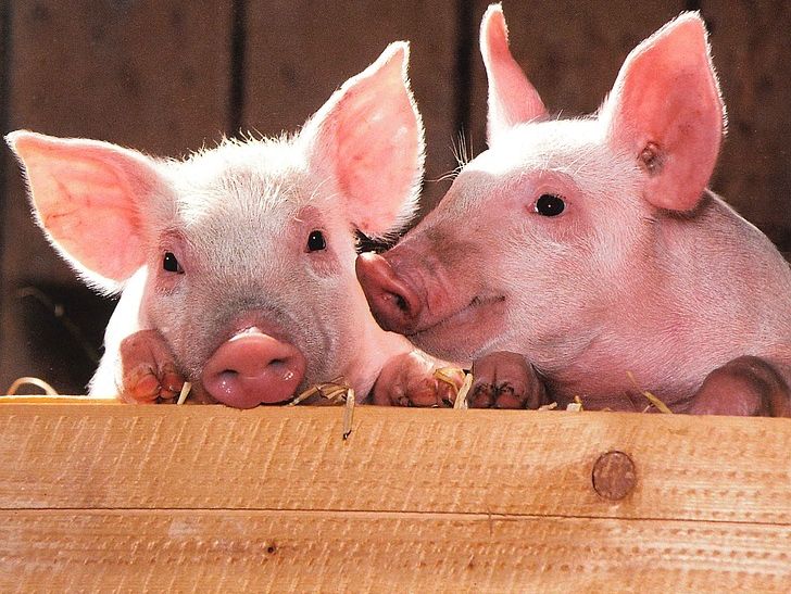 В Измаиле зафиксировали вспышку африканской чумы свиней, в городе ввели карантин