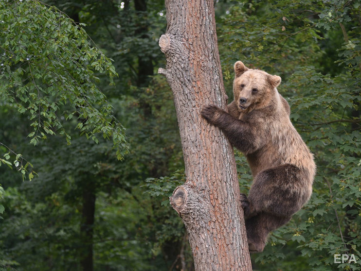 ФСБ предложила признать медведей стратегически важным ресурсом РФ