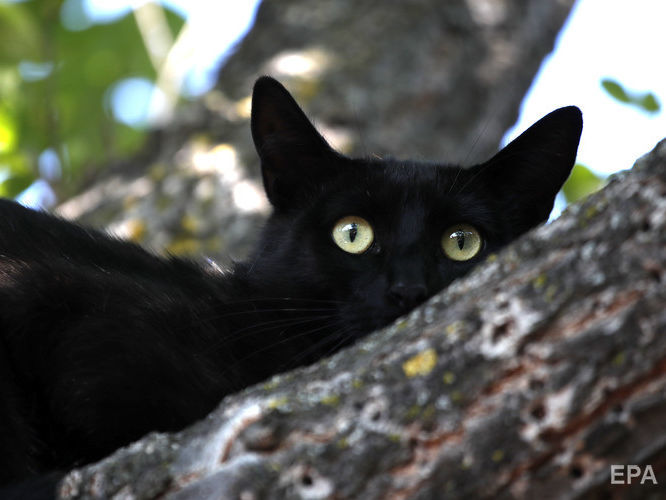 В новозеландской деревне хотят запретить домашних кошек