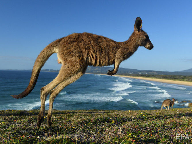 В Австралии кенгуру напал на пожилую семейную пару, которая хотела его покормить