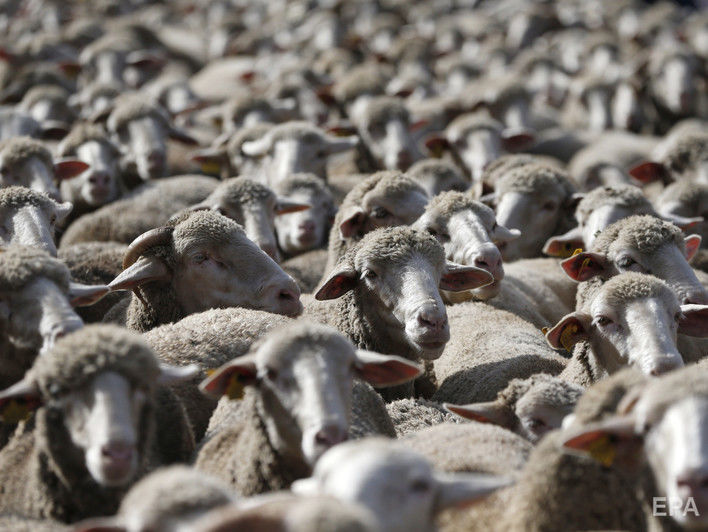 Фуру с овцами из порта в Одесской области отправили в Винницкую область, мертвых животных утилизируют – Госпродпотребслужба