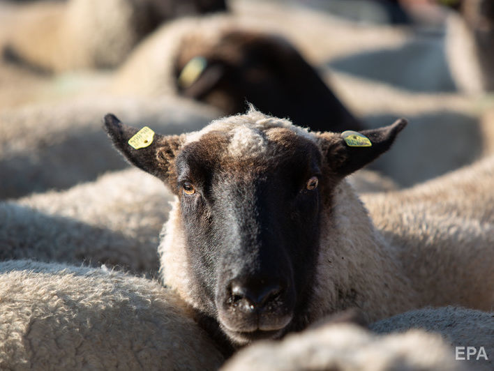 По факту ненадлежащего содержания овец в порту Черноморска открыто два уголовных производства – прокуратура