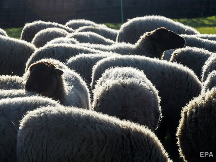 В фуре, которая с 12 октября стояла в порту Черноморска, погибли 54 из 300 овец