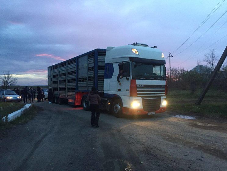 Госпотребслужба Украины начала проверку из-за ситуации с овцами в порту Черноморска