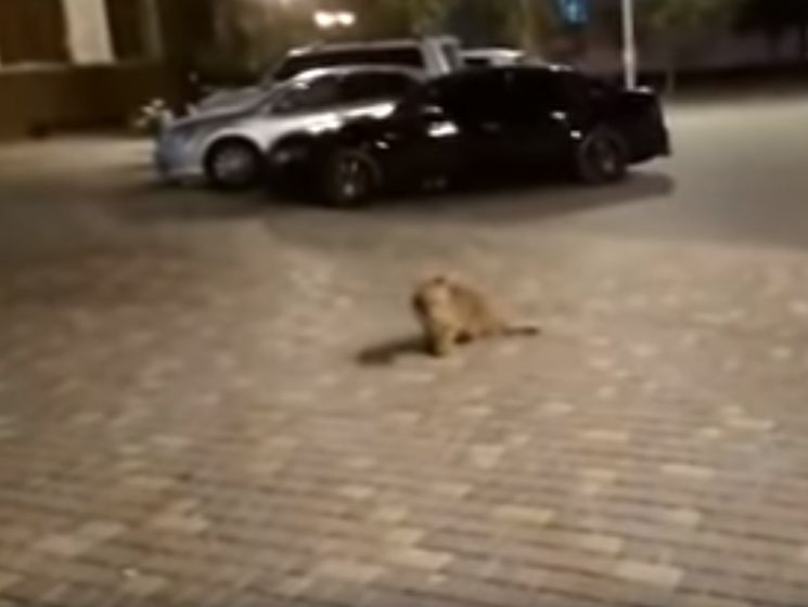 В Одессе по улицам бродил львенок. Видео