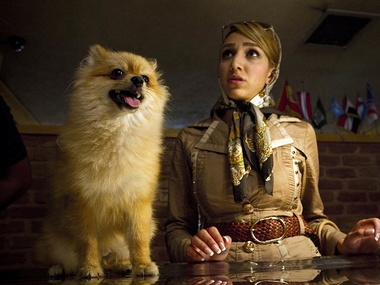 В Иране за содержание домашней собаки накажут 74 ударами плетью
